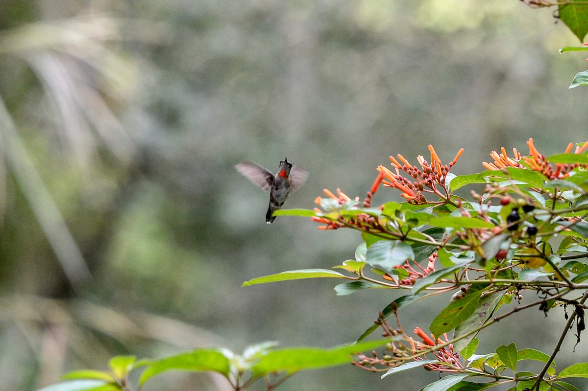 Ruby-throated Hummingbird - ML609384943