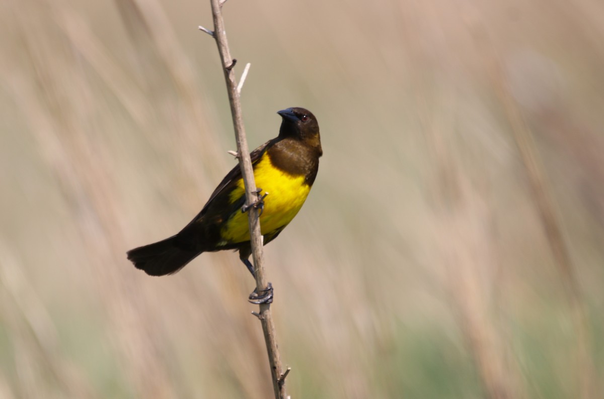 Brown-and-yellow Marshbird - ML609385087