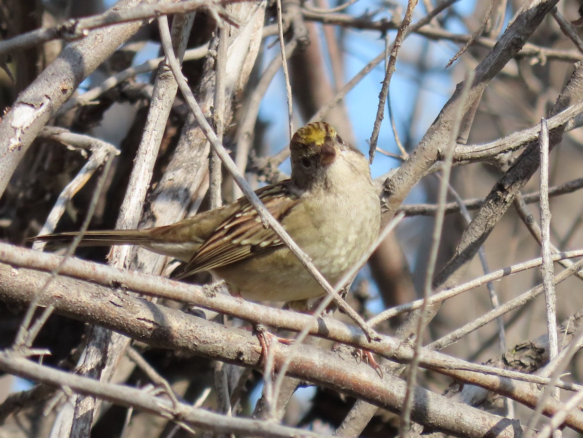 Golden-crowned Sparrow - ML609385159