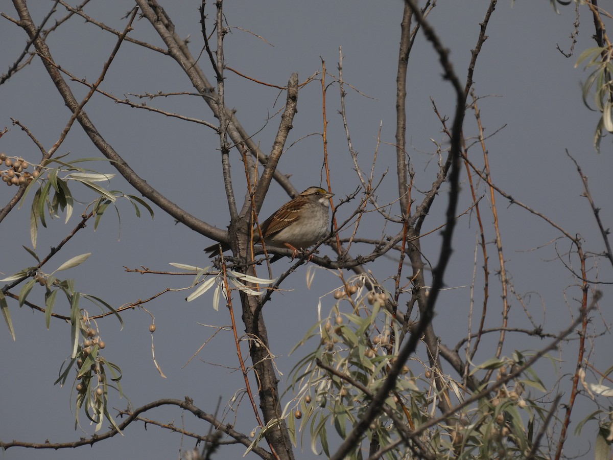 White-throated Sparrow - ML609385622