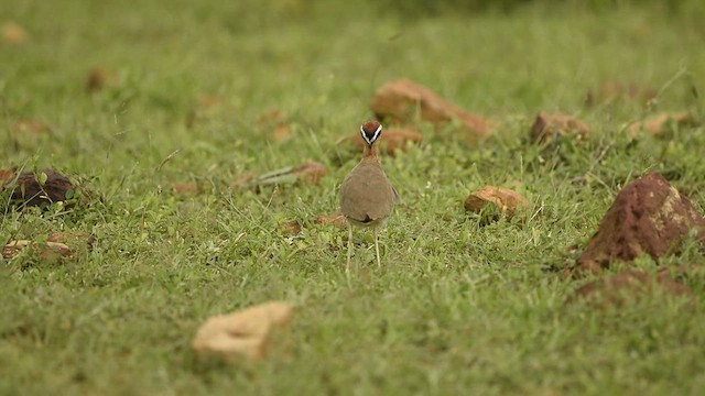 Indian Courser - ML609385809