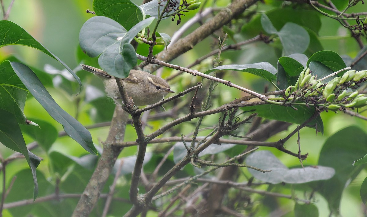 Hume's Warbler - ML609386387
