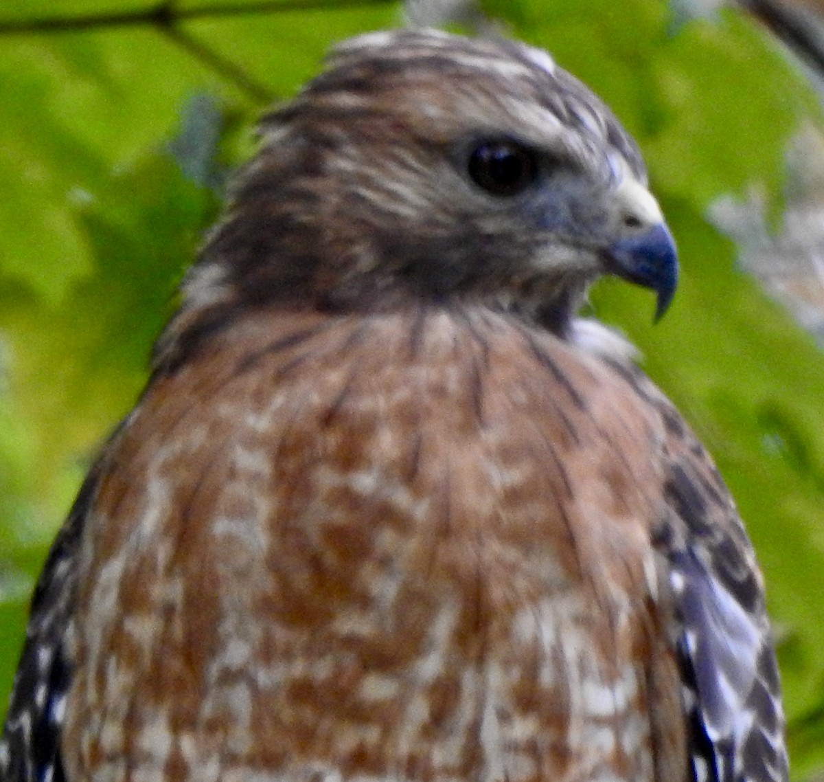 Red-shouldered Hawk - ML609386616
