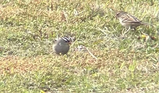 White-crowned Sparrow (Dark-lored) - ML609386820