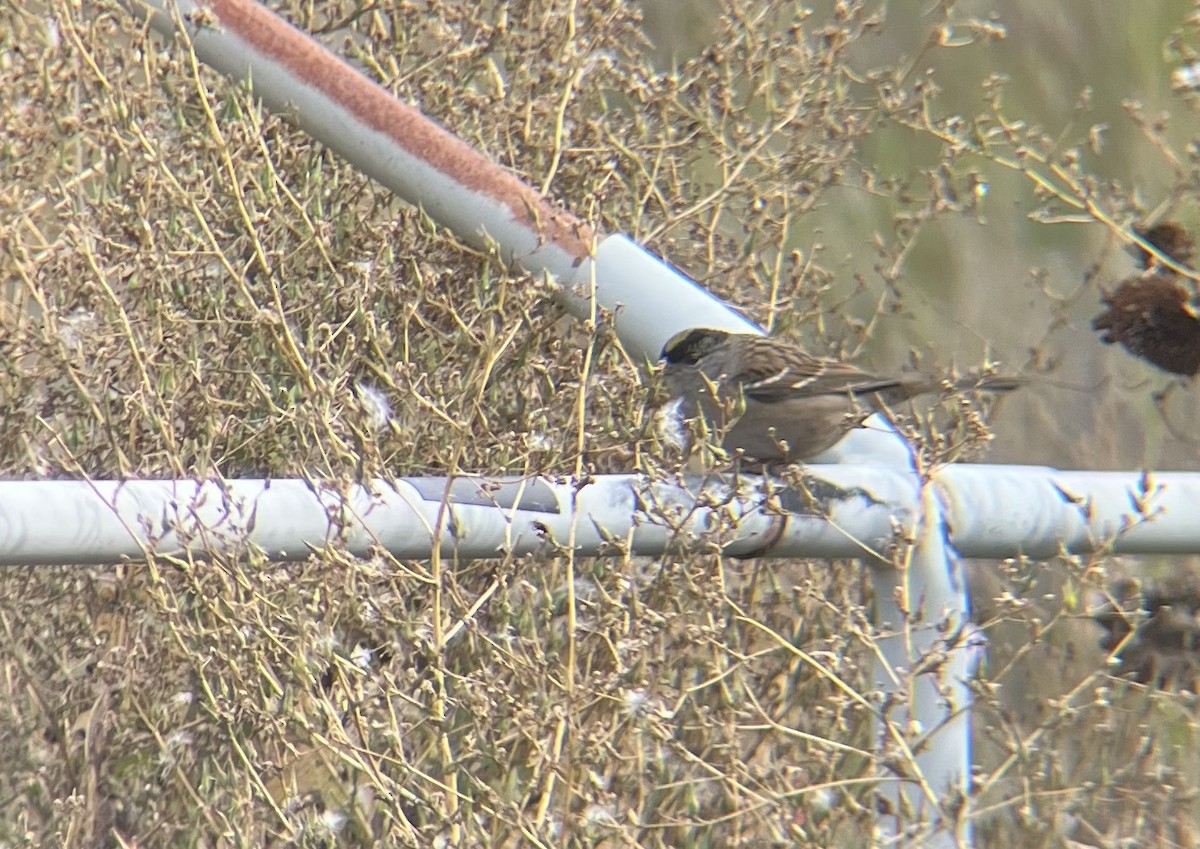 Golden-crowned Sparrow - ML609386823