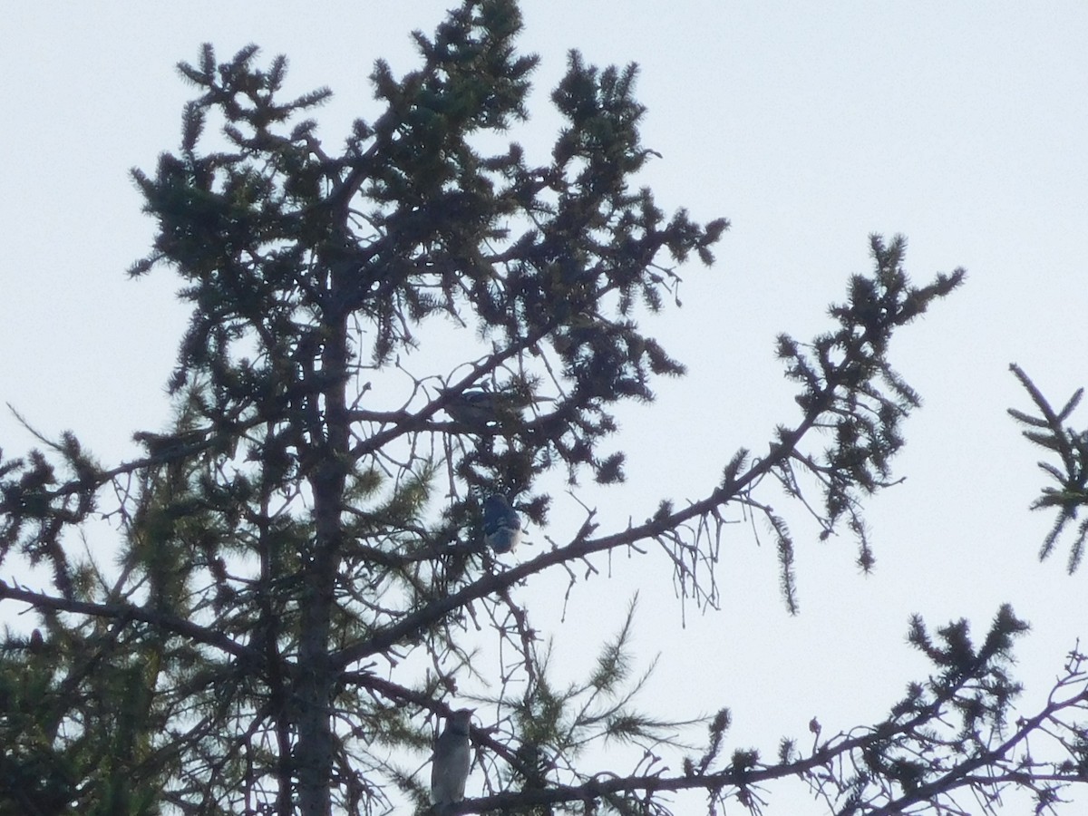 Blue Jay - ML609386904