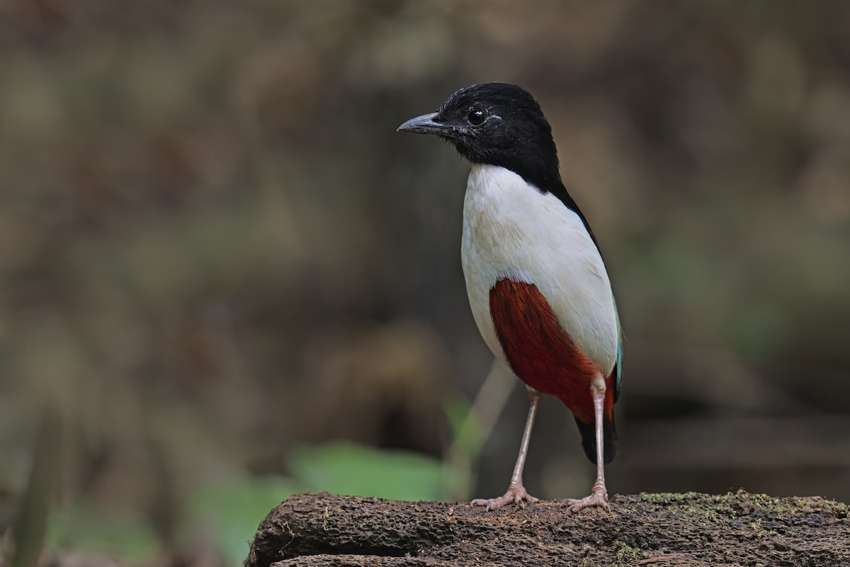 Ivory-breasted Pitta - ML609387312