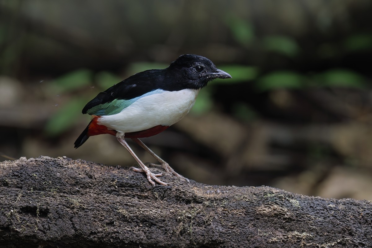 Ivory-breasted Pitta - ML609387340