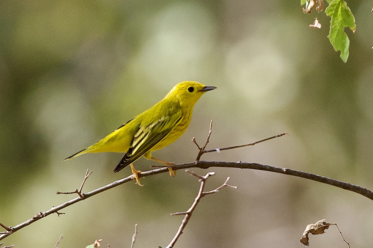 Yellow Warbler - ML609387372
