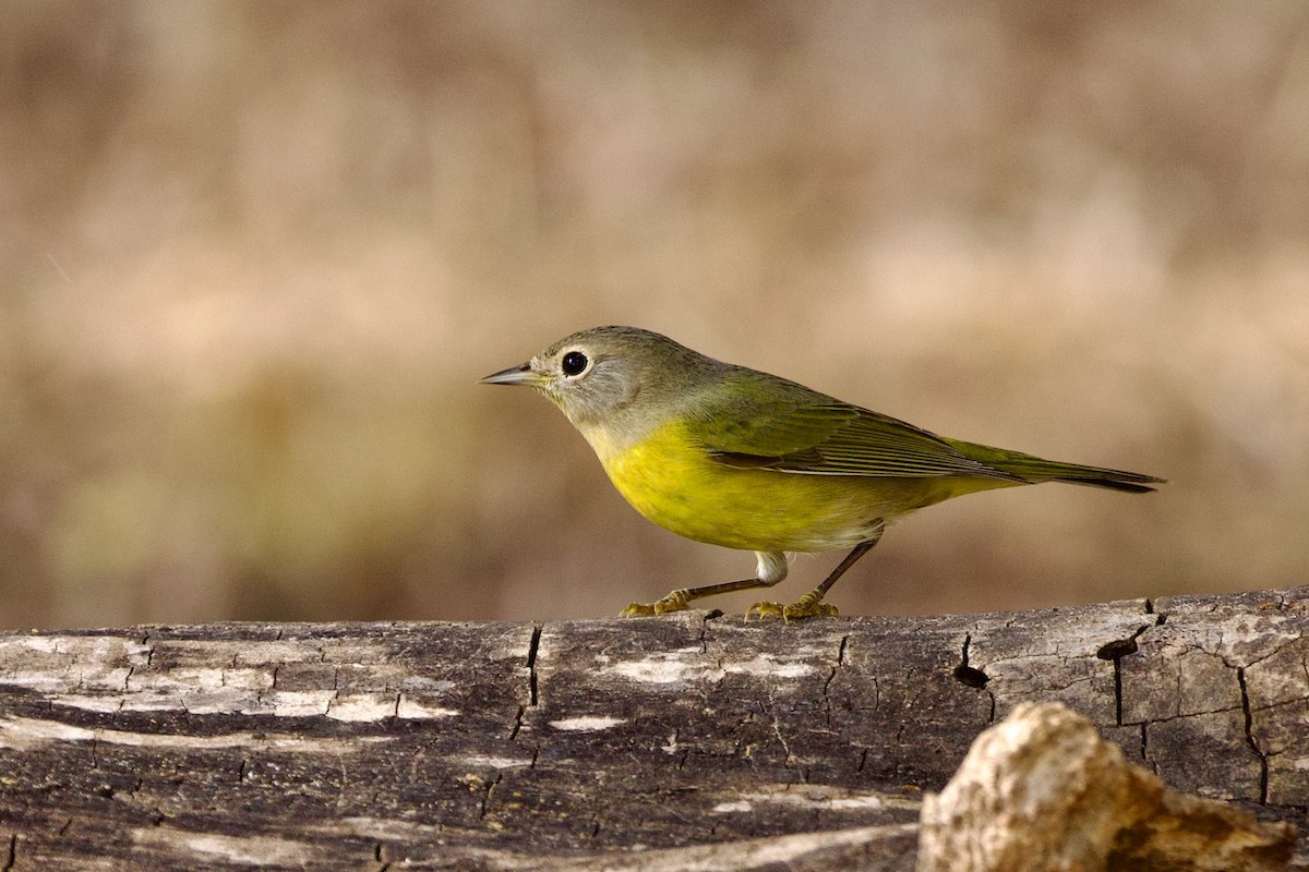 Nashville Warbler - ML609387401
