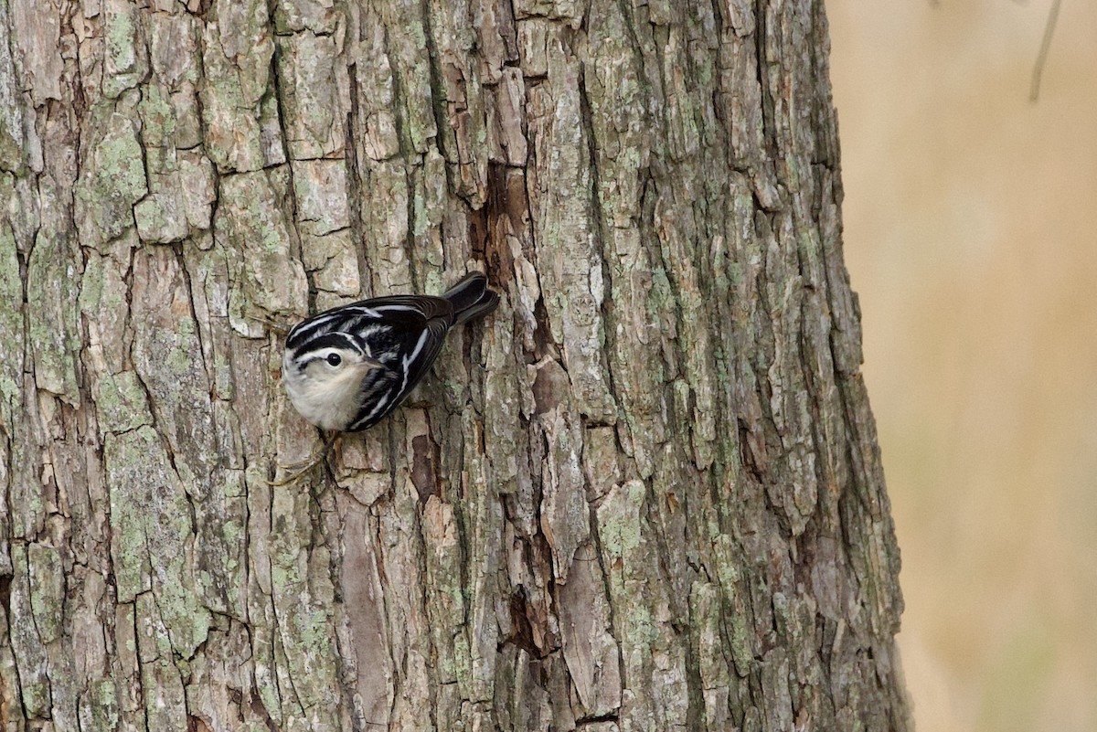 Black-and-white Warbler - ML609387407