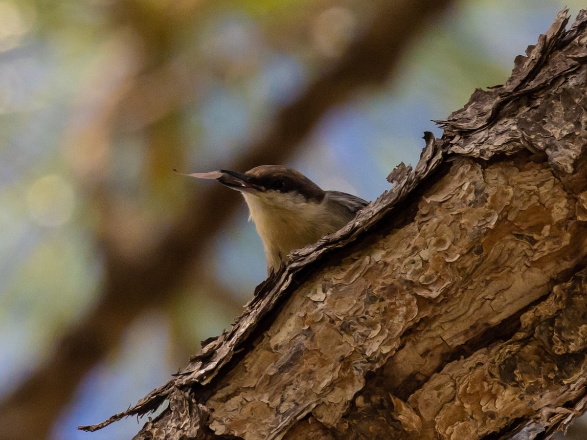 Brown-headed Nuthatch - ML609387731