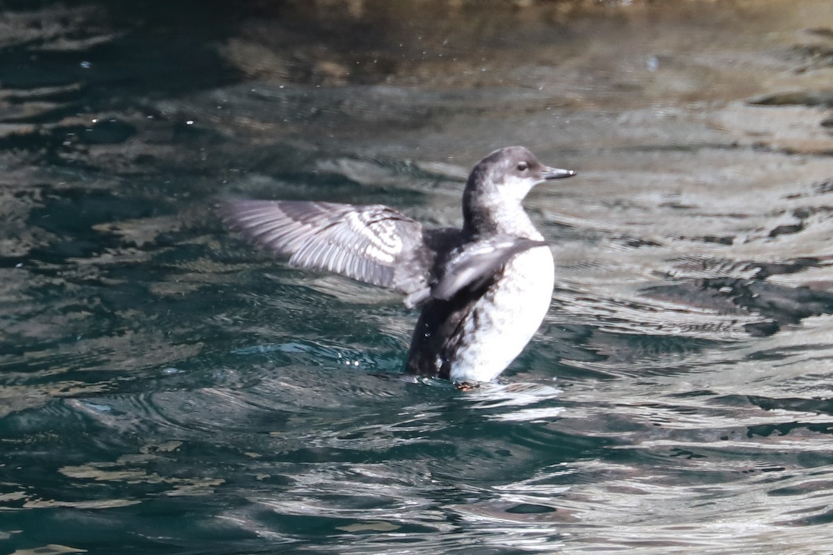Pigeon Guillemot - ML609387917