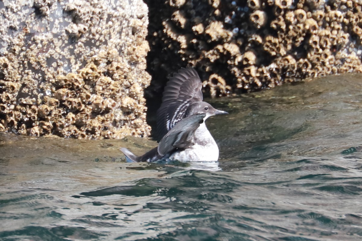 Pigeon Guillemot - ML609387918