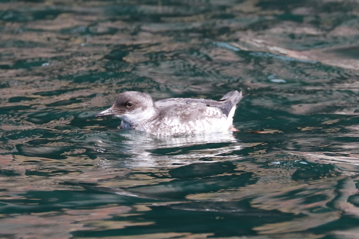 Pigeon Guillemot - ML609387922