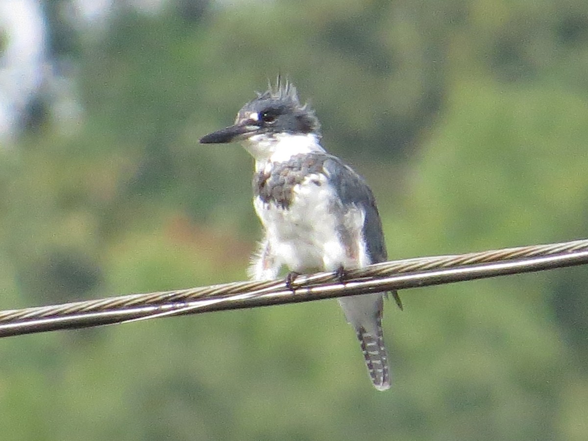 Belted Kingfisher - ML609387957