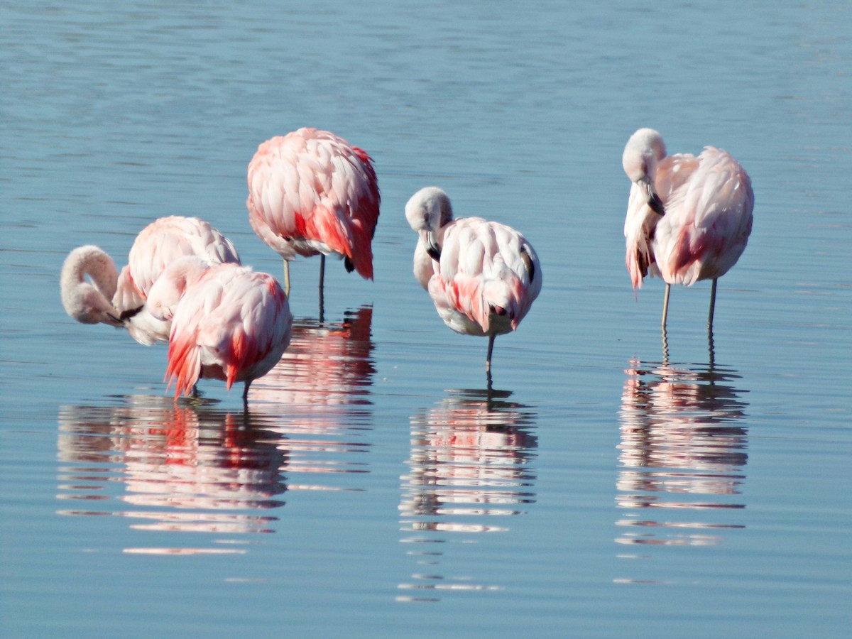 Chilean Flamingo - ML609387982