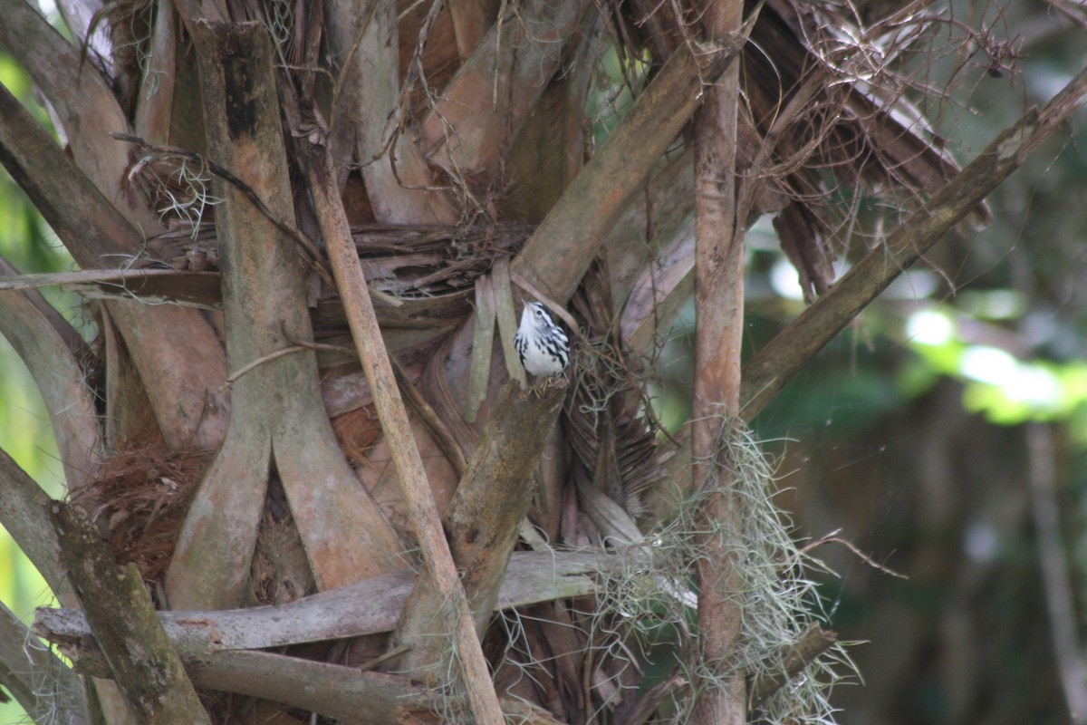 Black-and-white Warbler - ML609388375