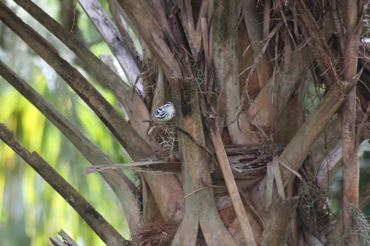 Black-and-white Warbler - ML609388376