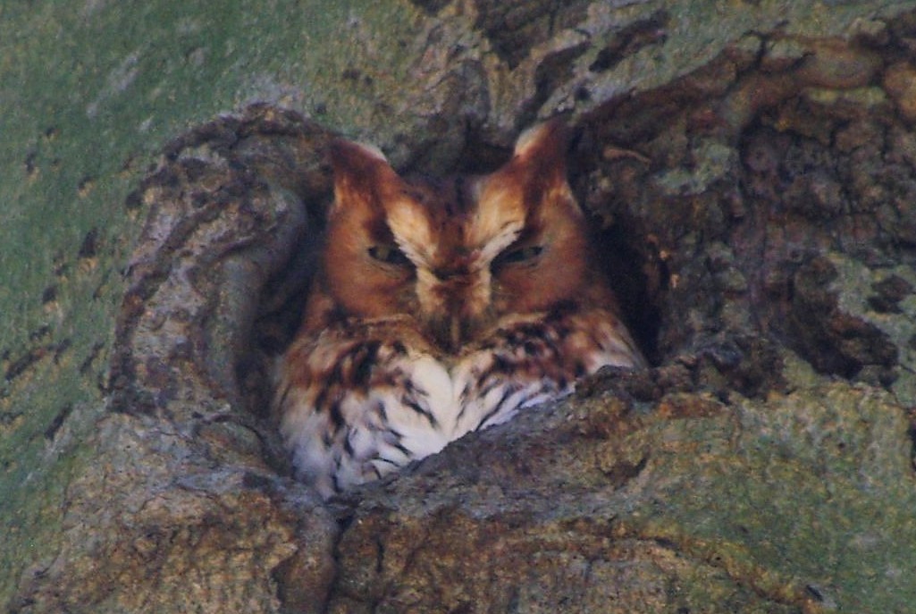 Eastern Screech-Owl - Susan Howe
