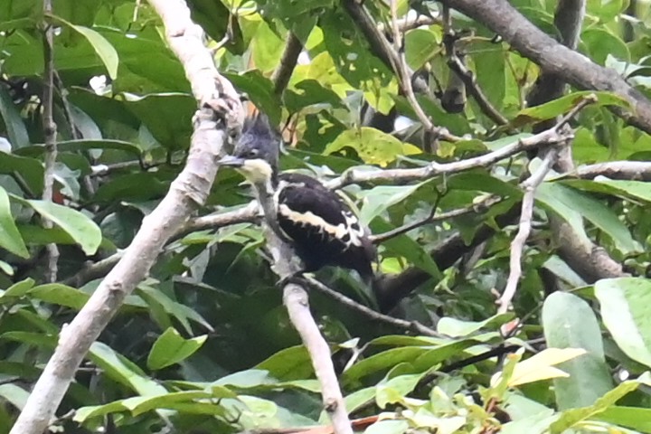 Heart-spotted Woodpecker - ML609389024