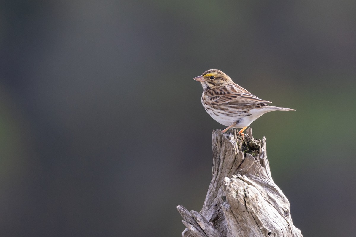 Savannah Sparrow - ML609389070