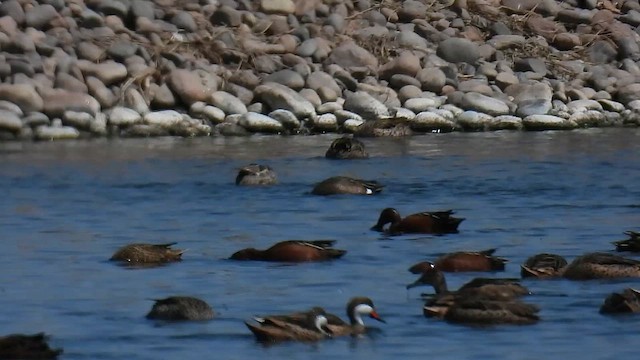 Blue-winged Teal - ML609389267