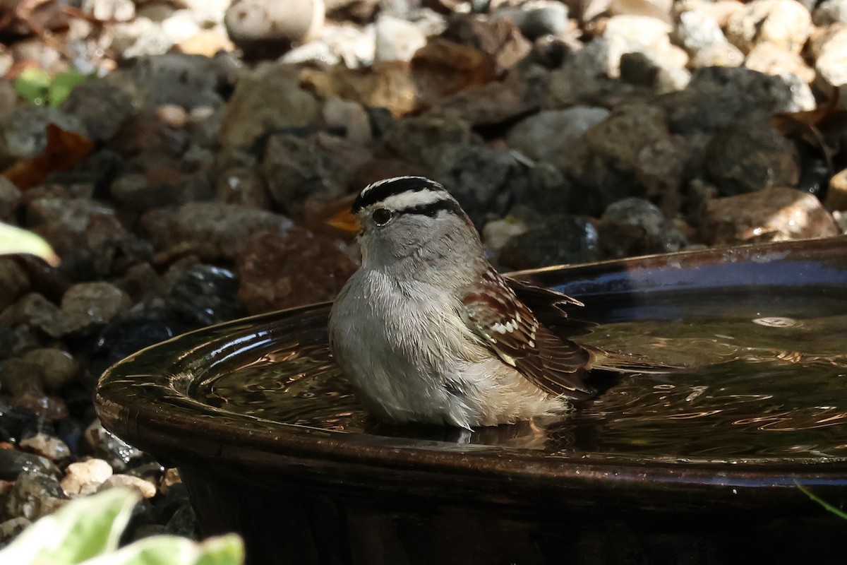 White-crowned Sparrow - ML609389328