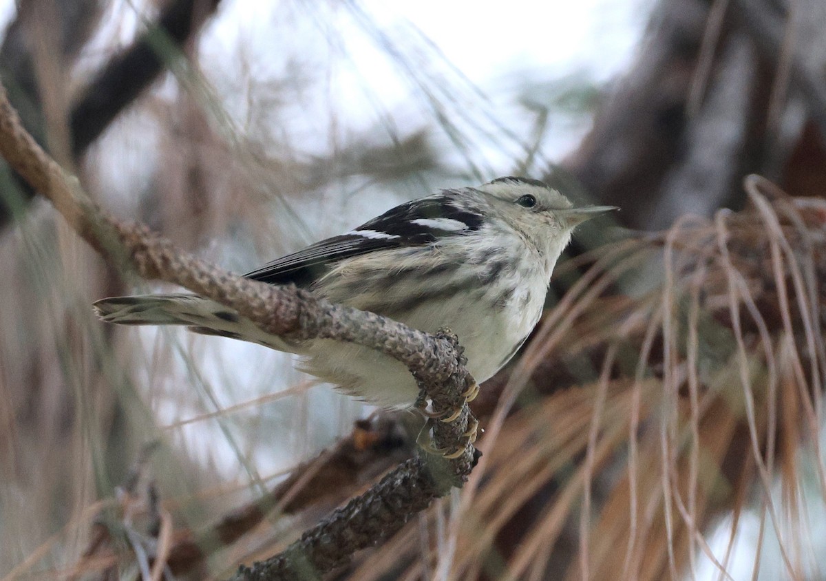 Black-and-white Warbler - ML609389515