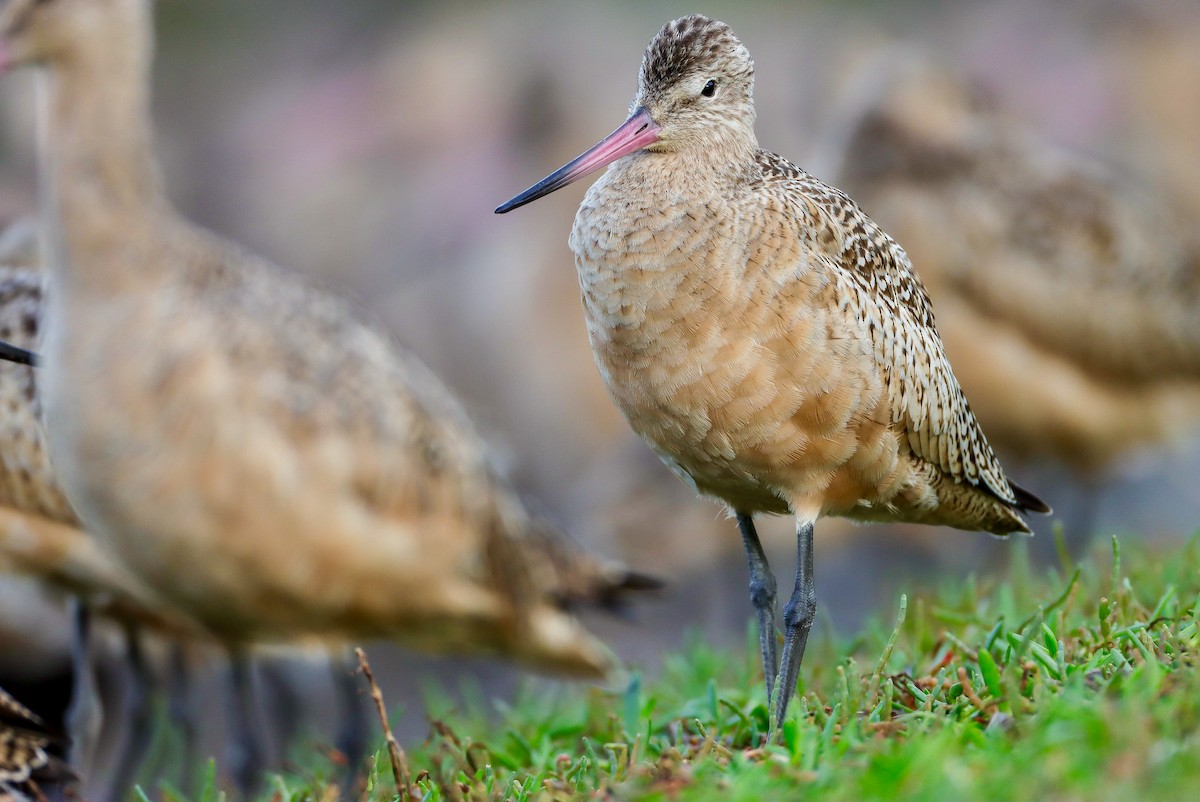 Marbled Godwit - ML609389624