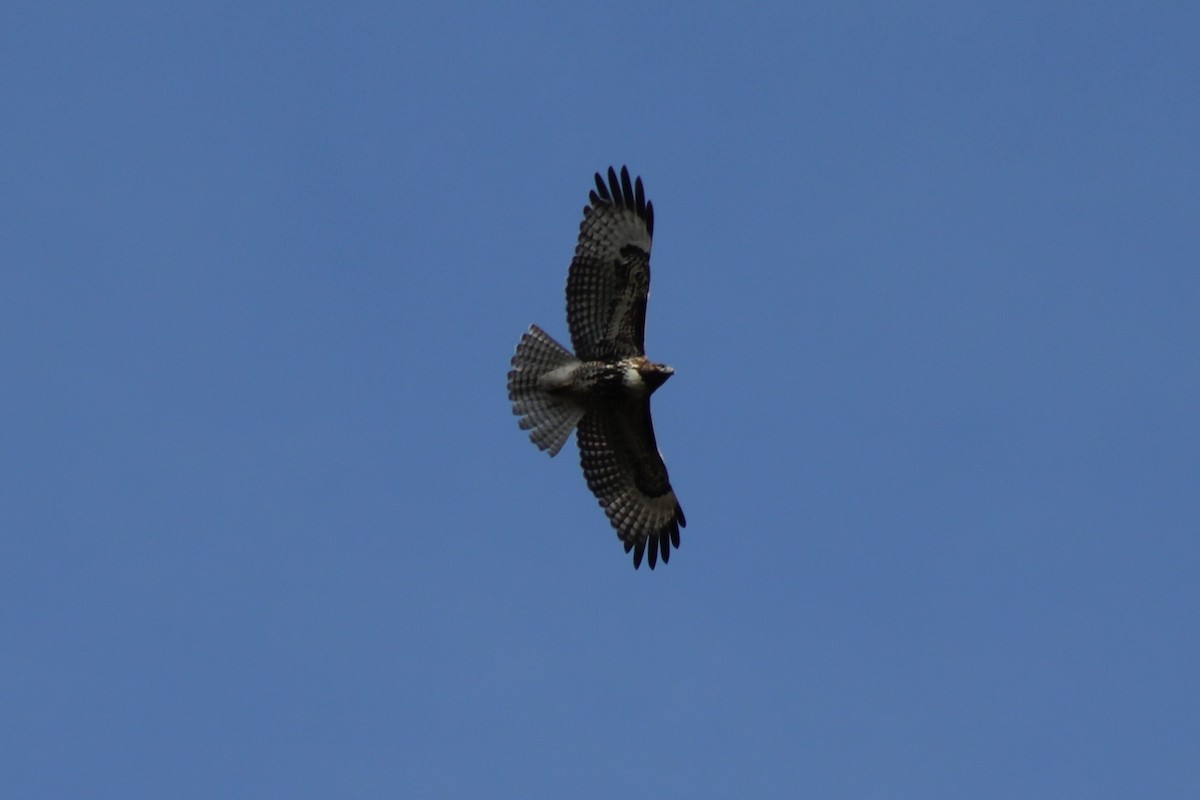 Red-tailed Hawk - ML609389720