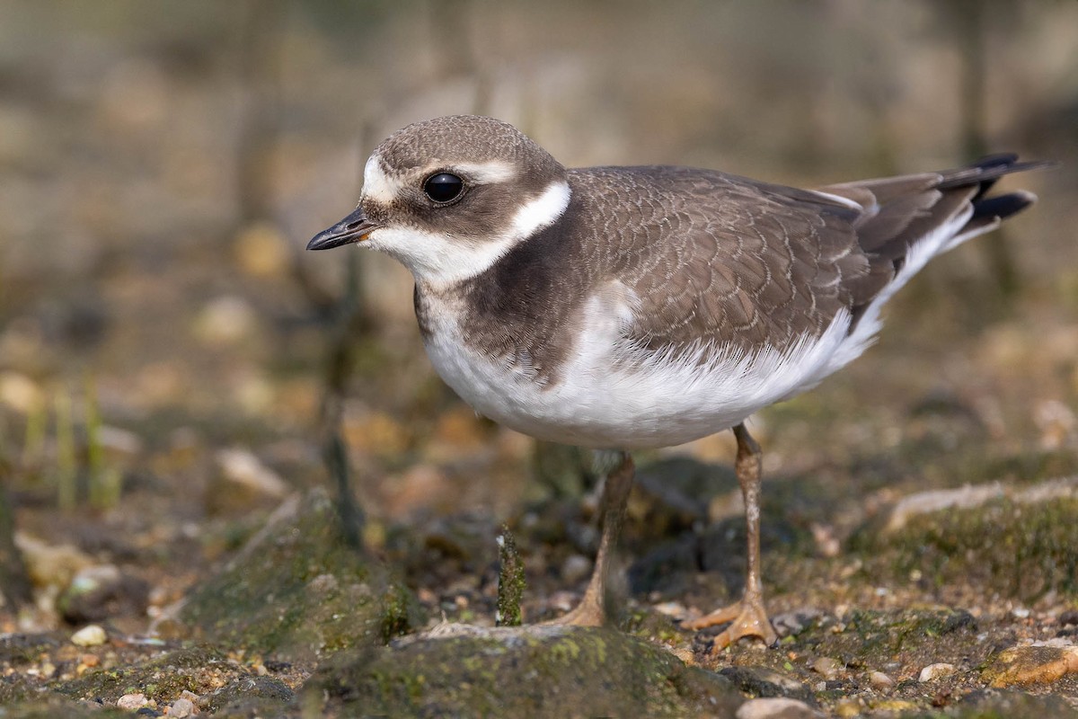 Common Ringed Plover - ML609389737
