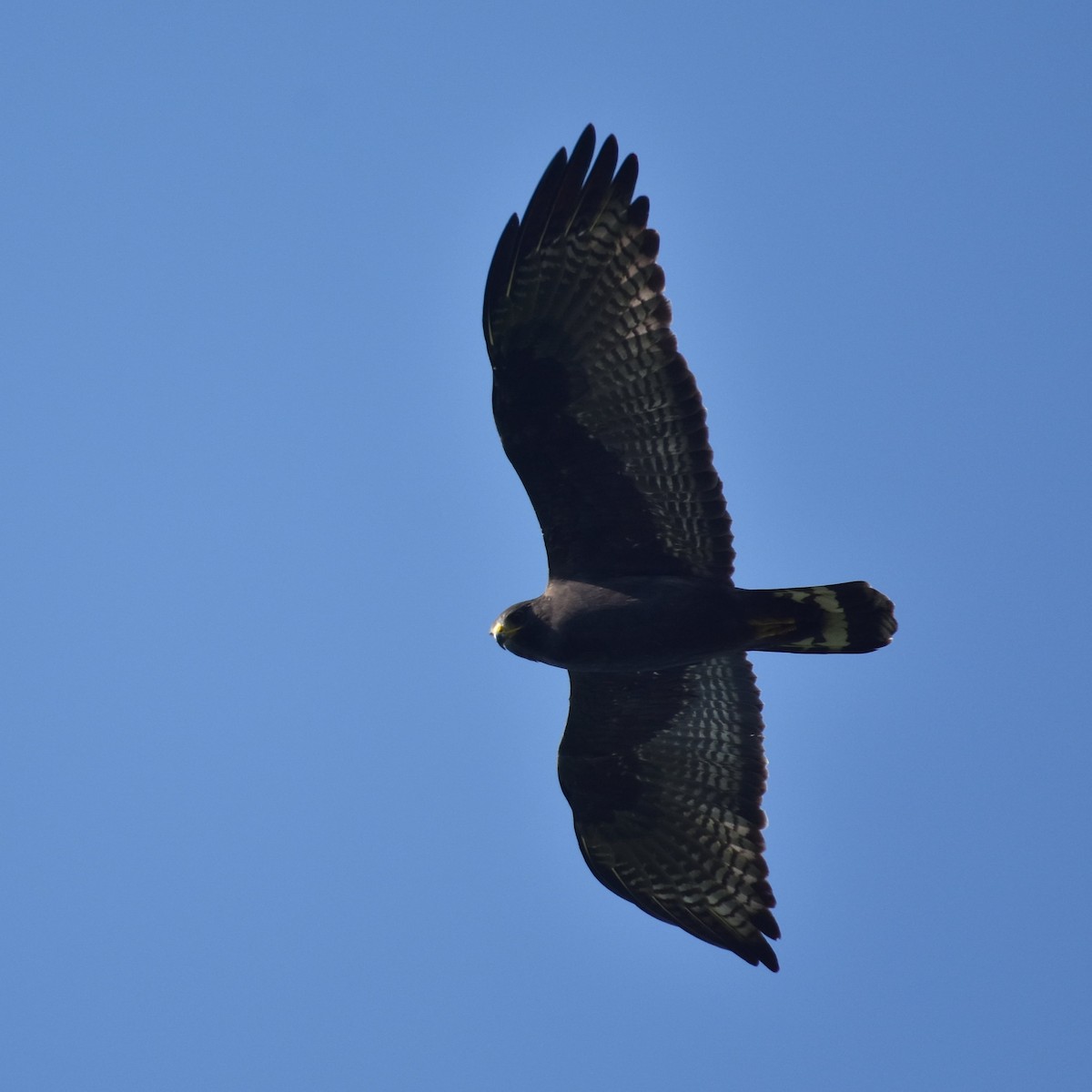 Zone-tailed Hawk - Ader Ávila