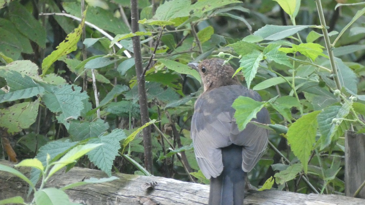 Eurasian Blackbird - ML609390608