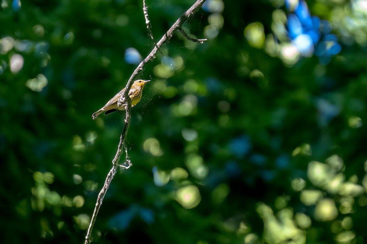 Cape May Warbler - ML609390907