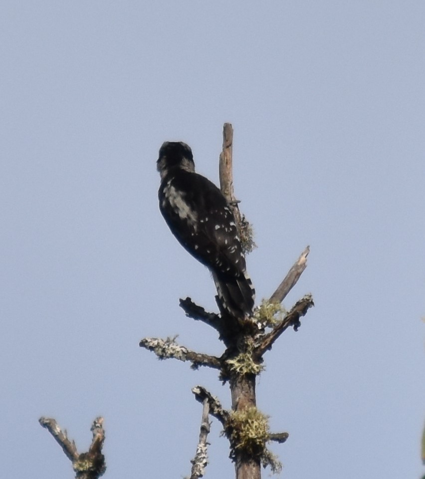 Downy Woodpecker (Pacific) - ML609391959