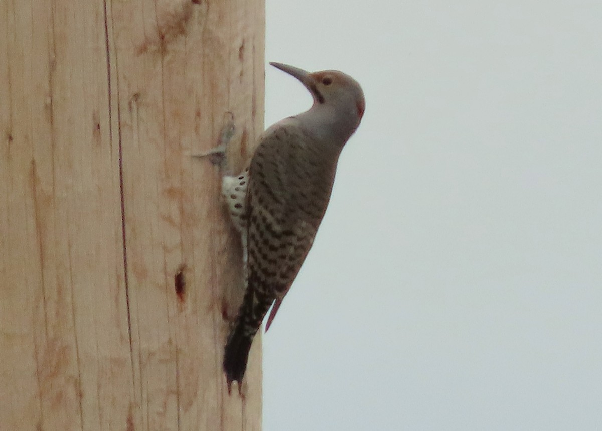 Northern Flicker (Yellow-shafted) - ML609392095