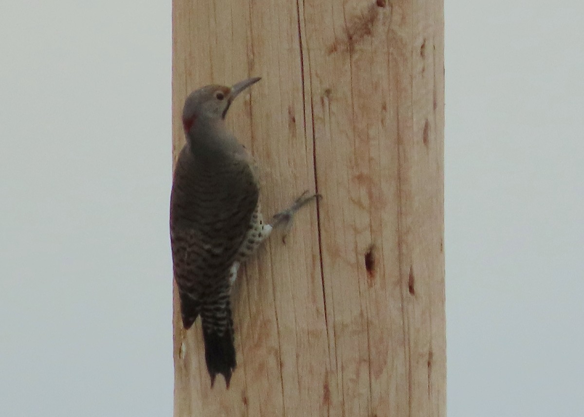 Northern Flicker (Yellow-shafted) - Fran Kerbs