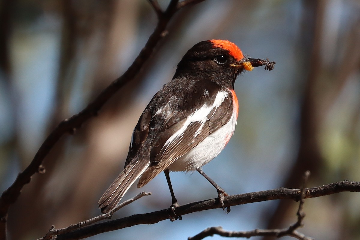 Red-capped Robin - ML609392316