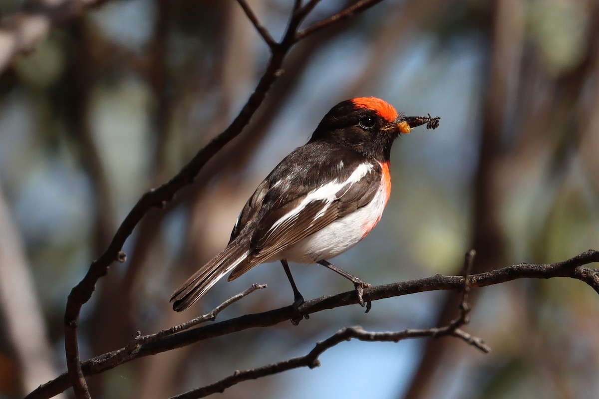 Red-capped Robin - ML609392317