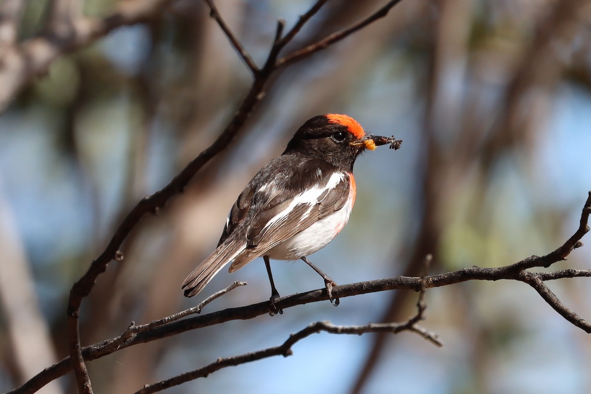 Red-capped Robin - ML609392318
