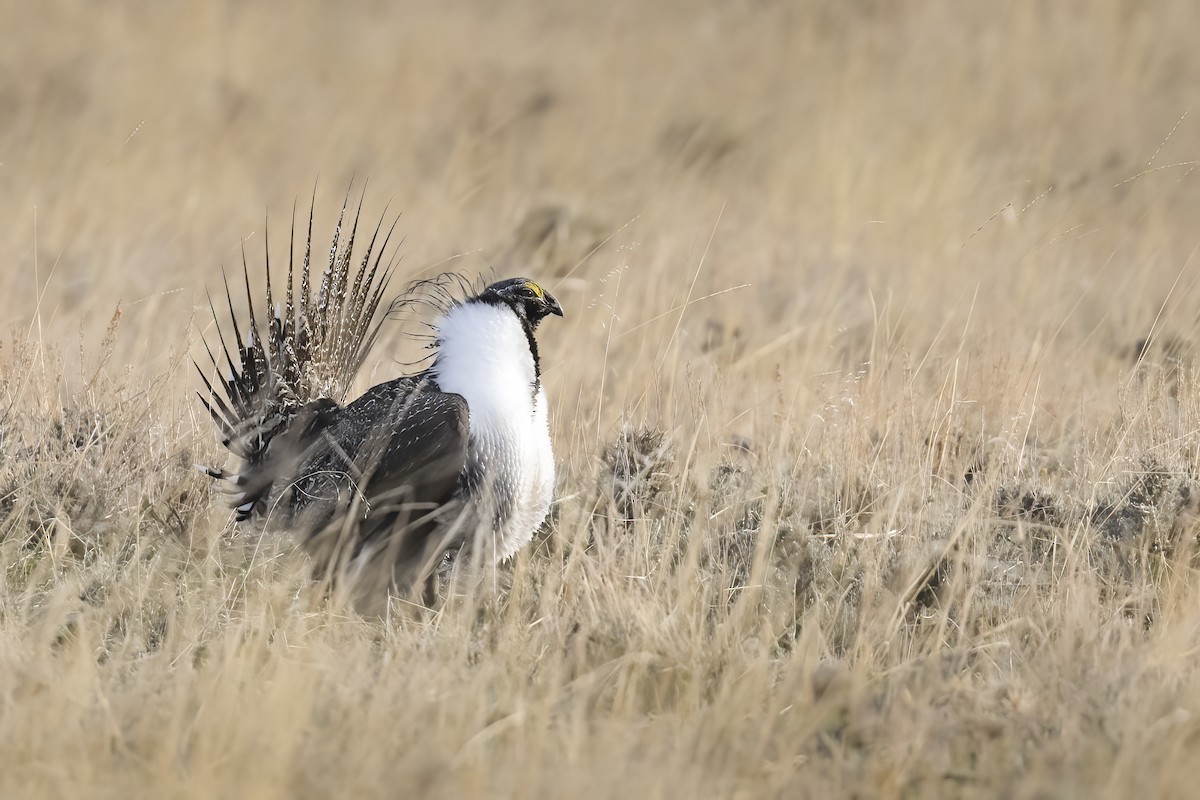 Greater Sage-Grouse - ML609392541