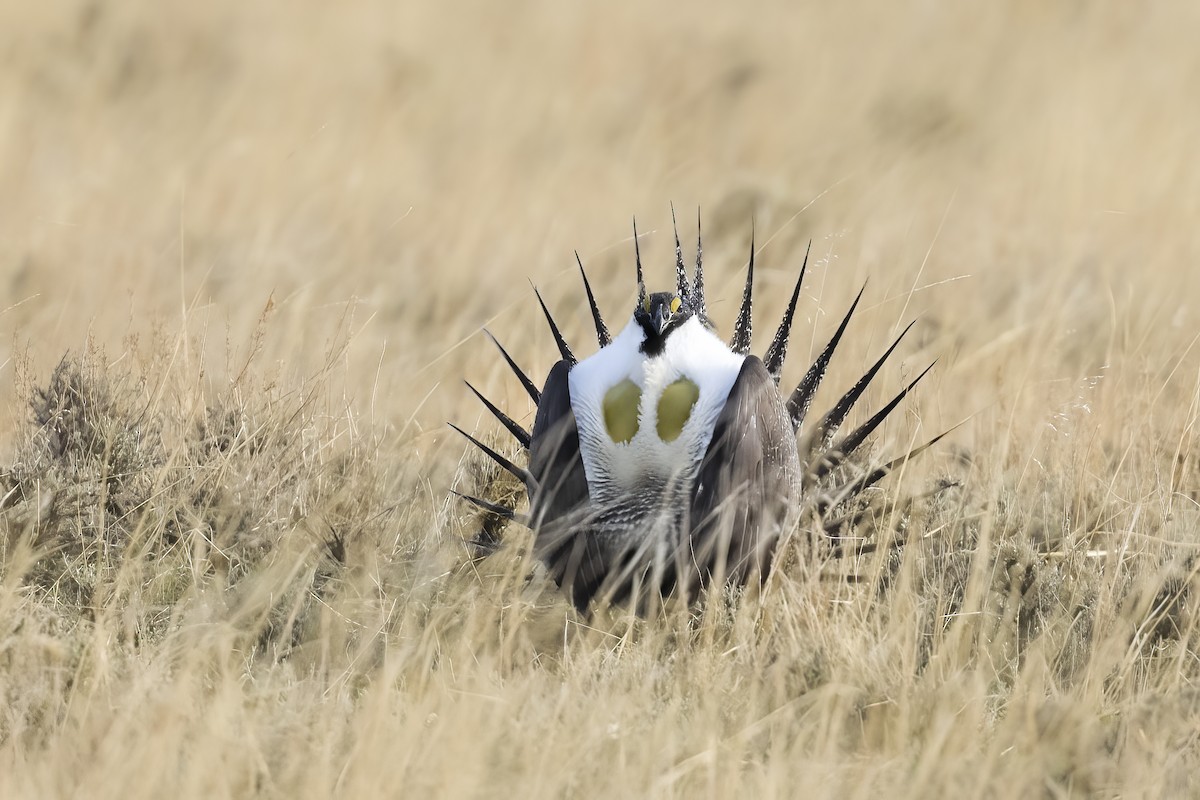 Greater Sage-Grouse - ML609392552