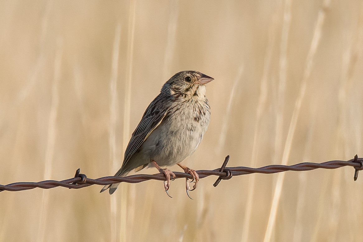 Baird's Sparrow - ML609392689