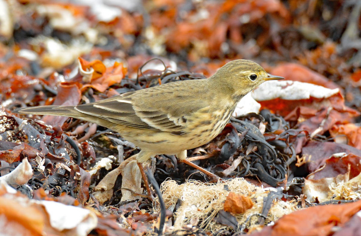 American Pipit - ML609392691