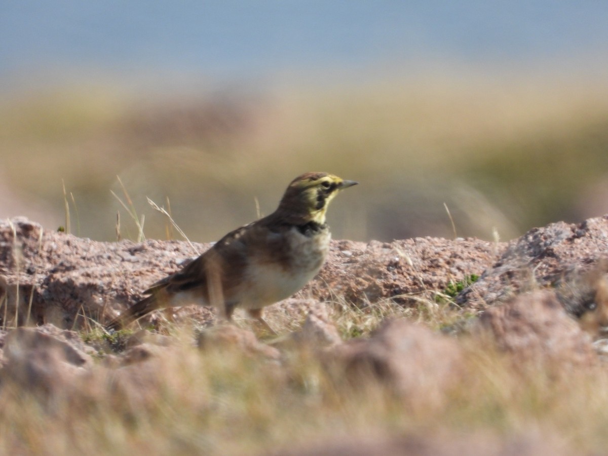 Horned Lark - ML609392724