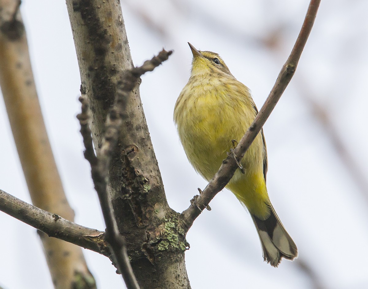 Palm Warbler - ML609392876