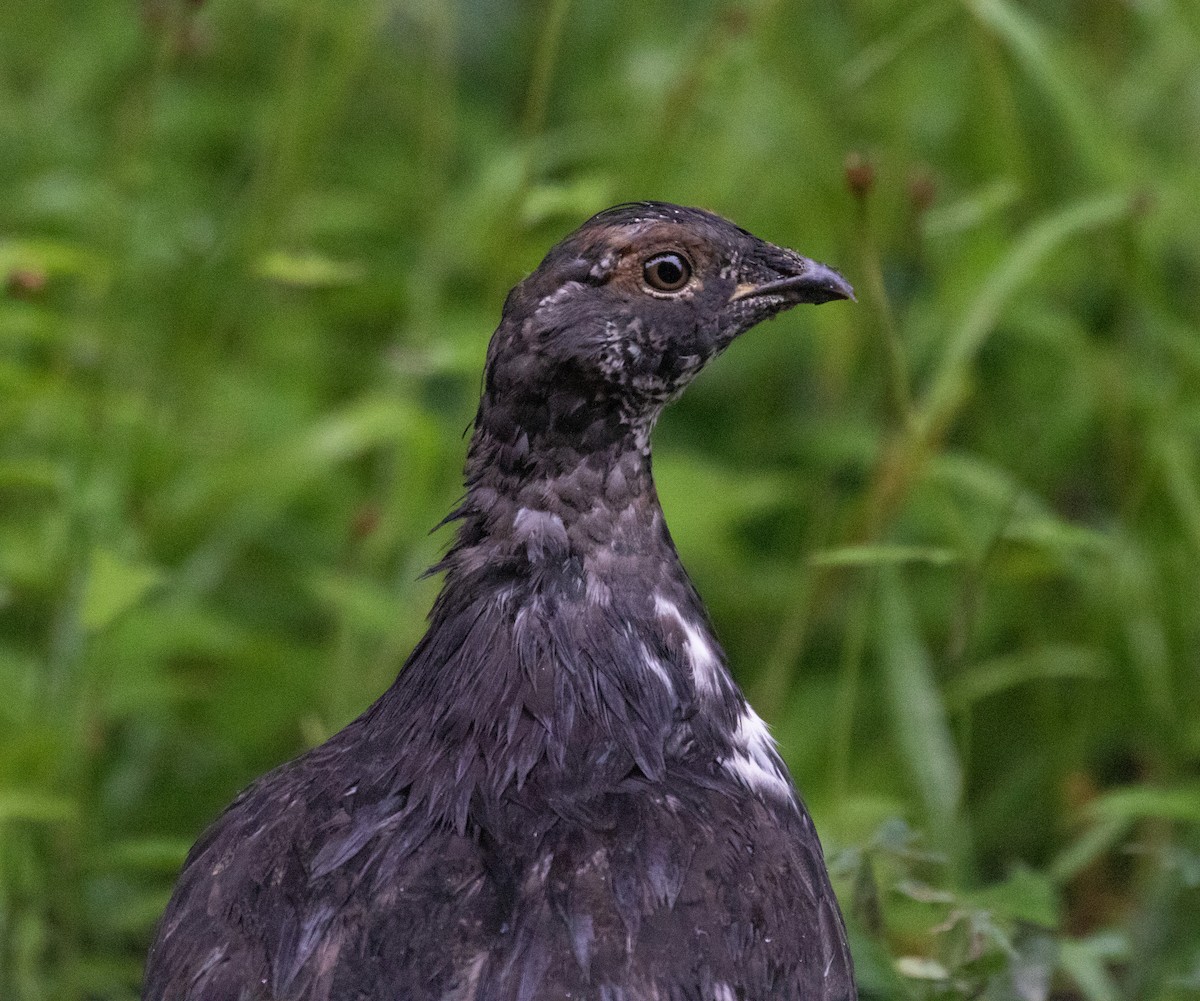 Sooty Grouse - Otto Mayer