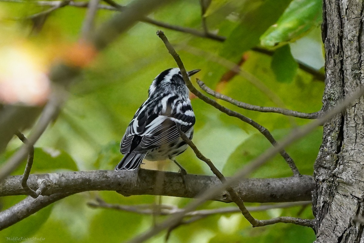 Black-and-white Warbler - ML609393396