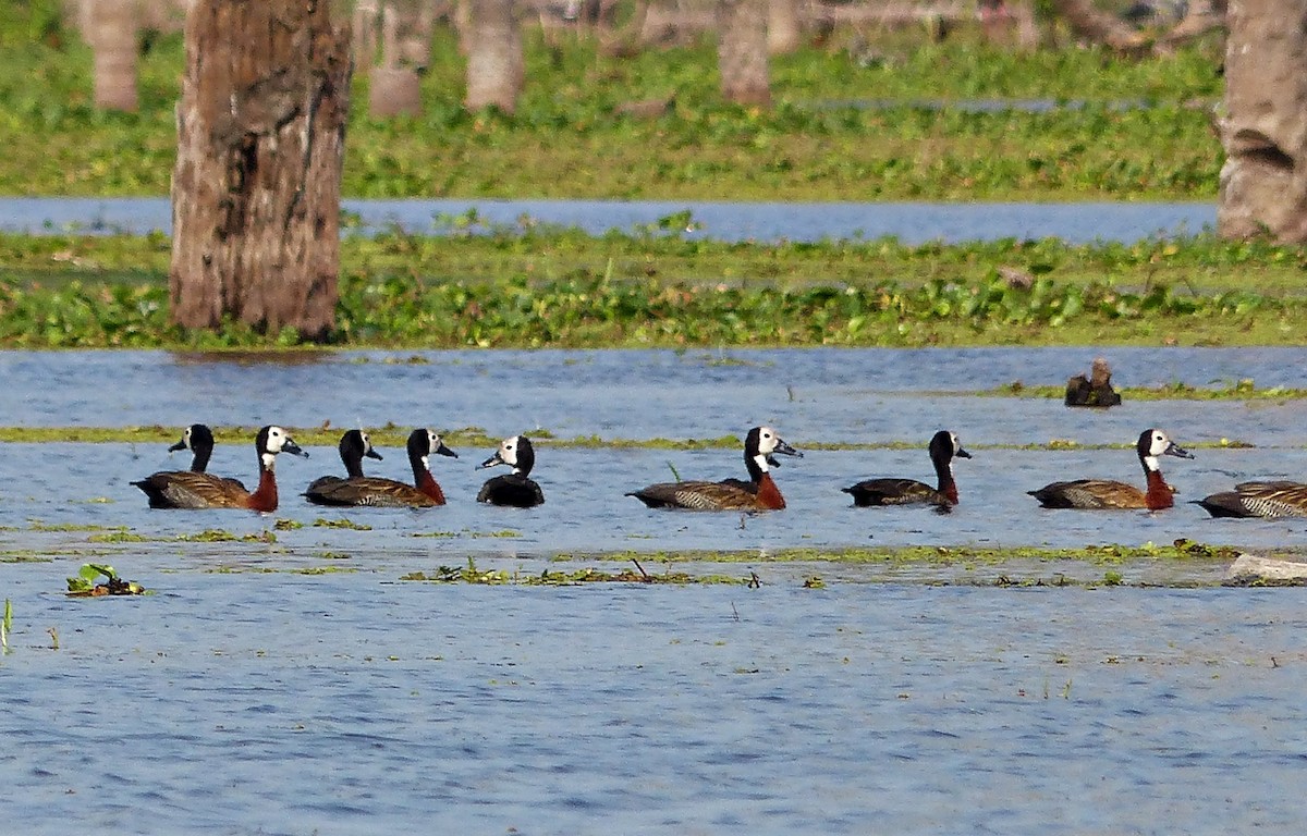 White-faced Whistling-Duck - Carlos Schmidtutz
